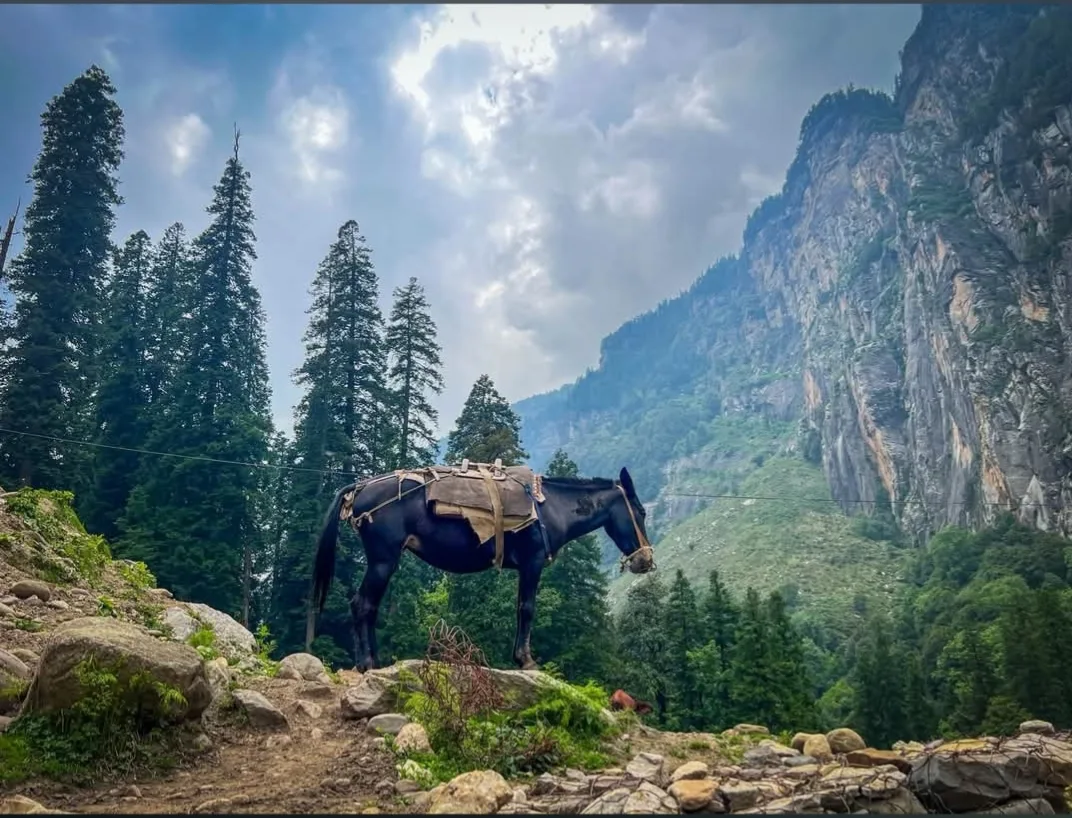 Pack horse resting under the pines below the cliffs